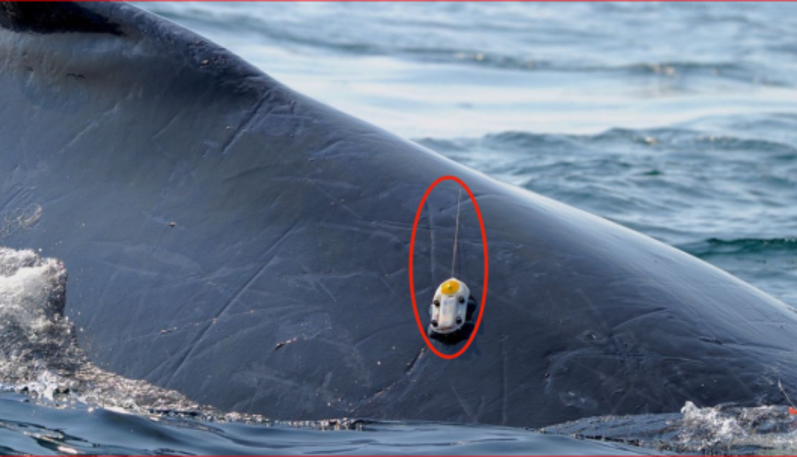 whale track