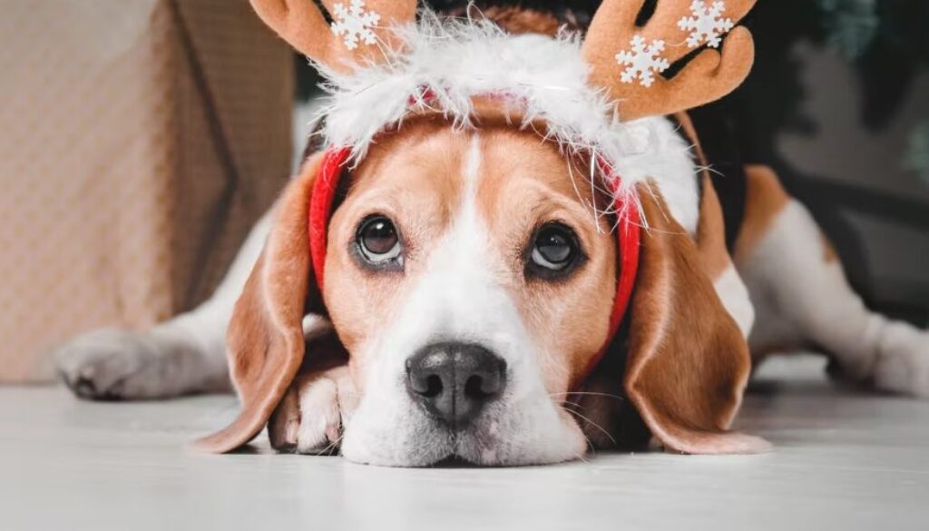 xmas stress pets conversation