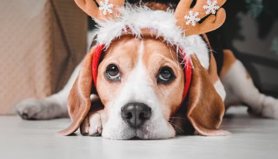 xmas stress pets conversation
