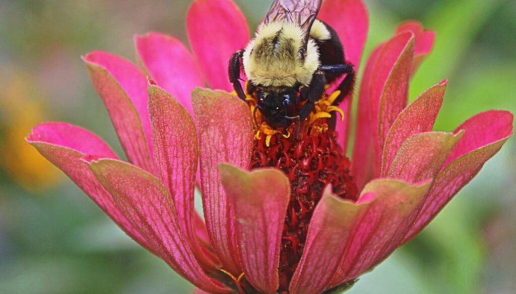 bees flower lori