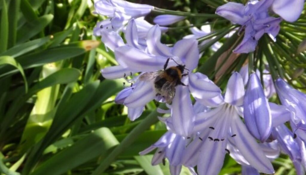 bees urban garden