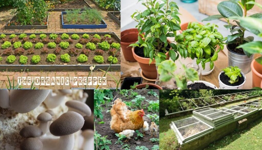 food production op