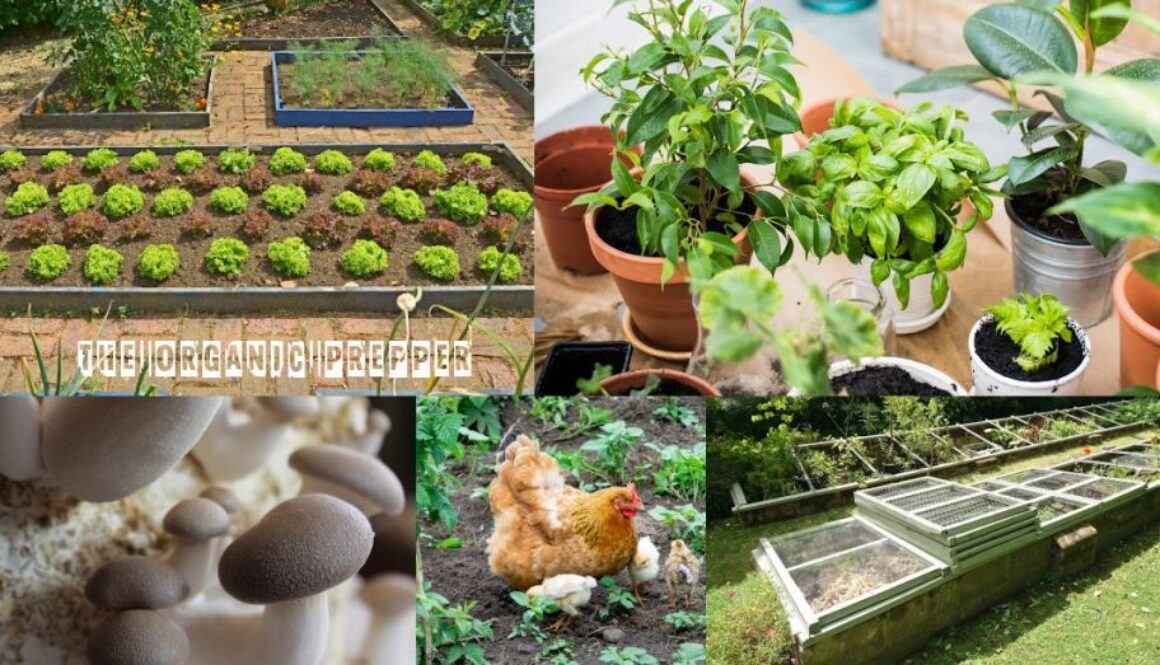 food production op