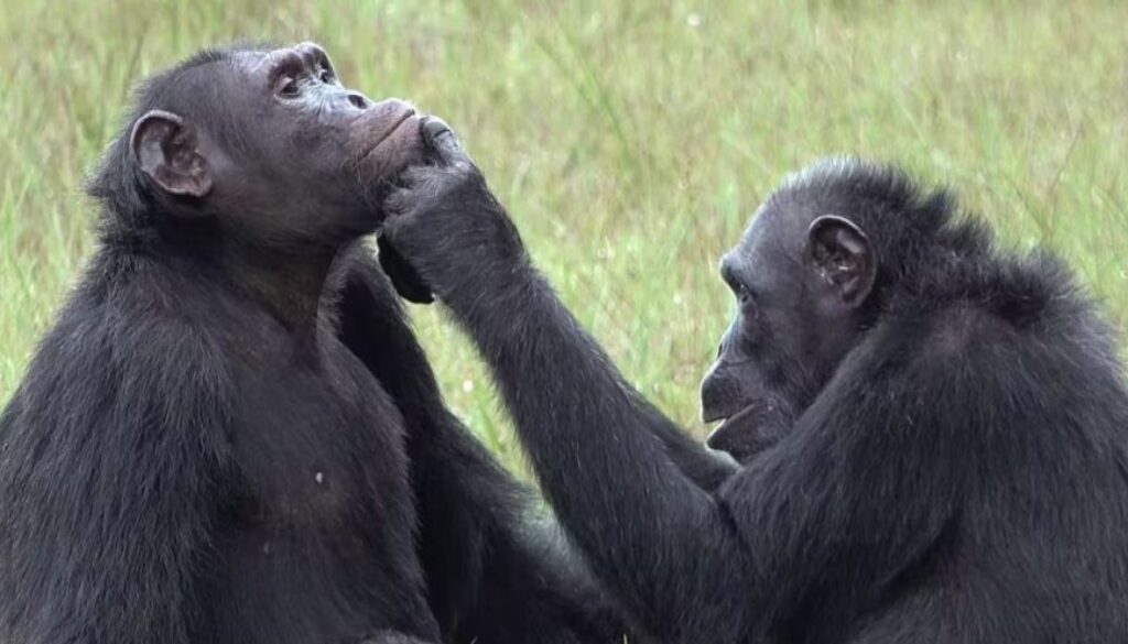 chimp care