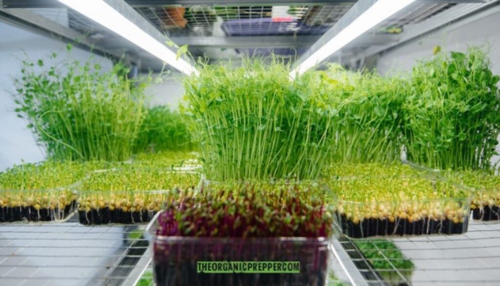 microgreens