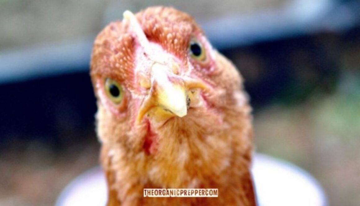 chicken feed op