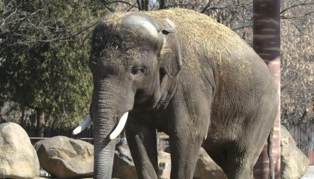 elephant conv