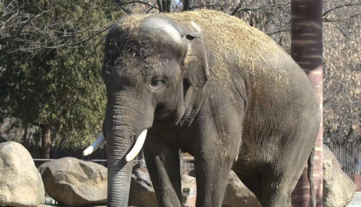 elephant conv