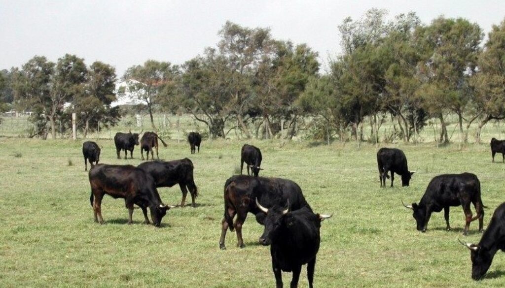 ge cattle