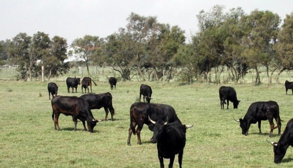 ge cattle