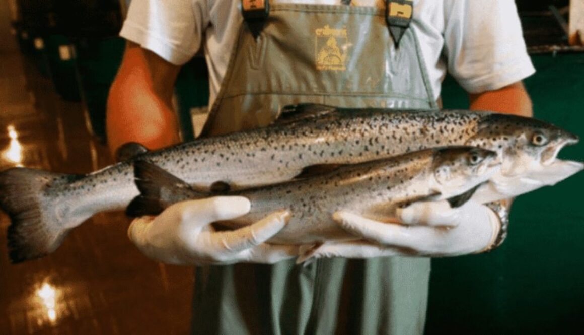 gm salmon tnat