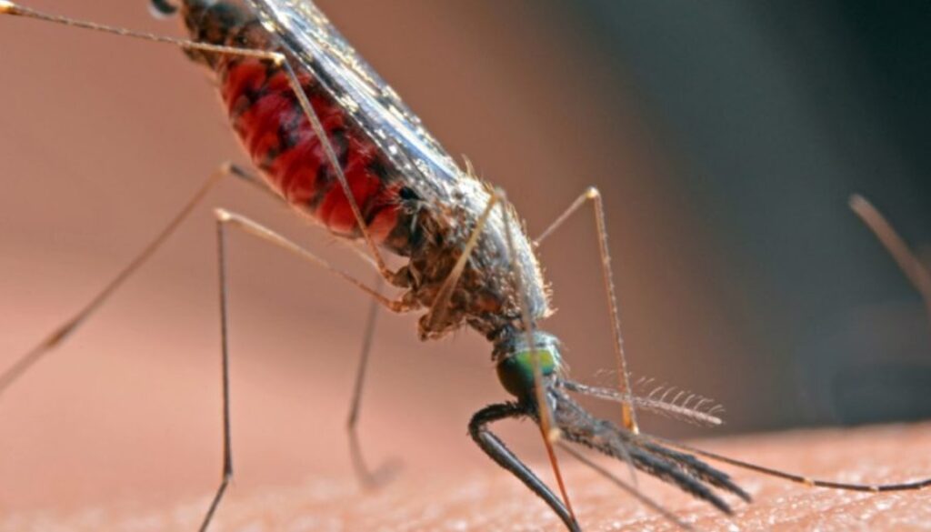 gmo mosquitoes tu