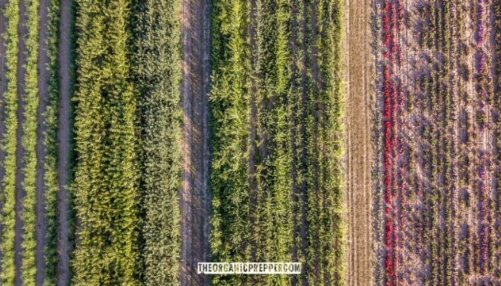 intercropping