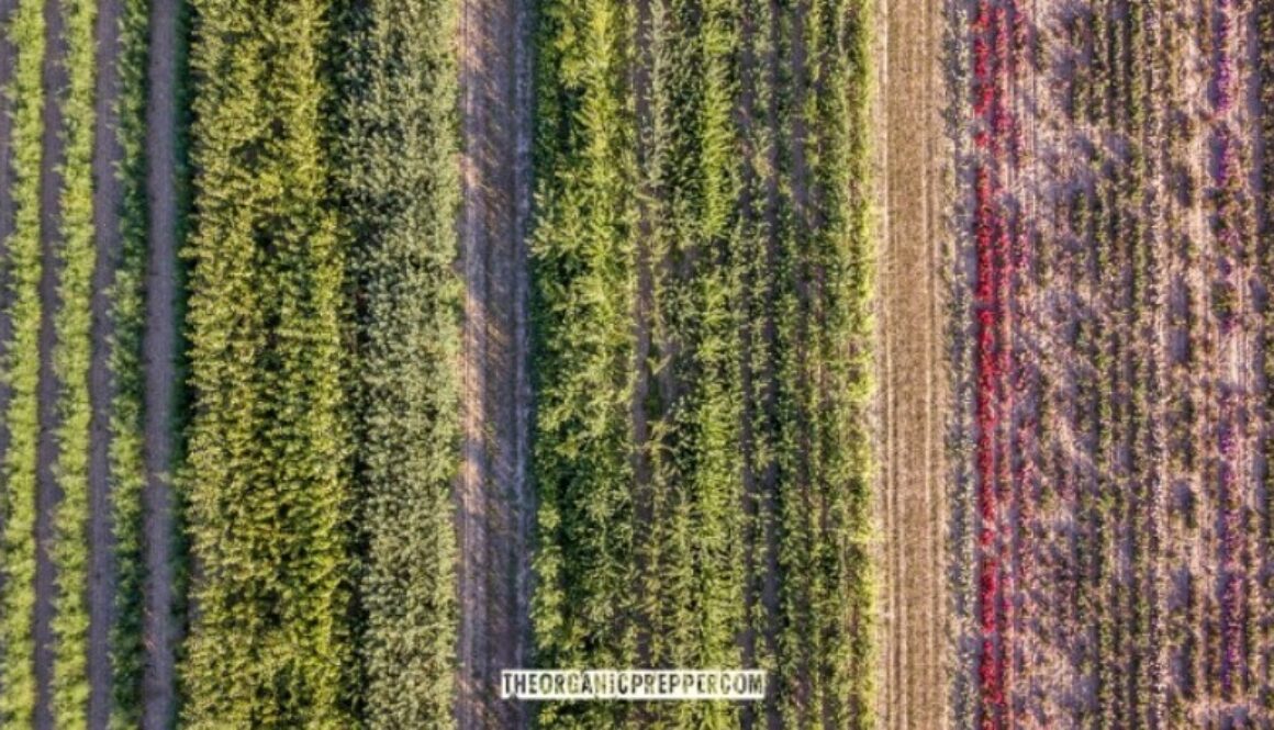 intercropping