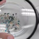 Plastic on the Brain: Groundbreaking Study Detects Microplastics in Human Olfactory Bulbs for the First Time