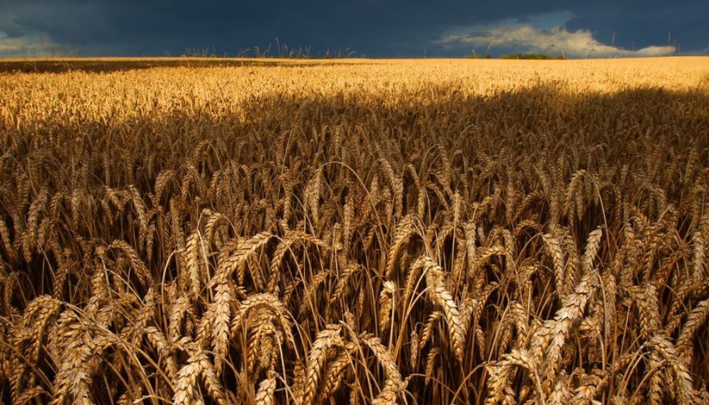 wheat-976x520