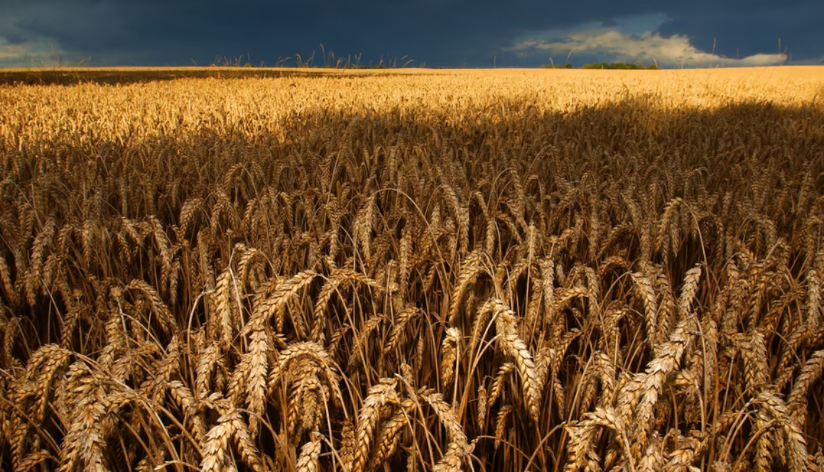 wheat-976x520