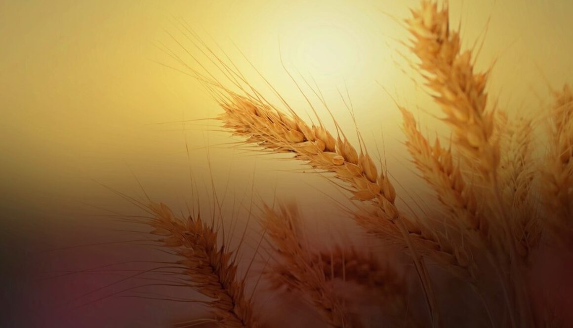 wheat ban pixa