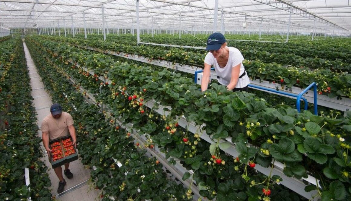 fresh produce