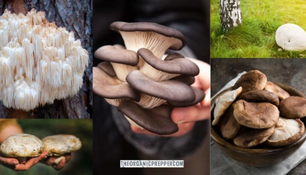 medshrooms