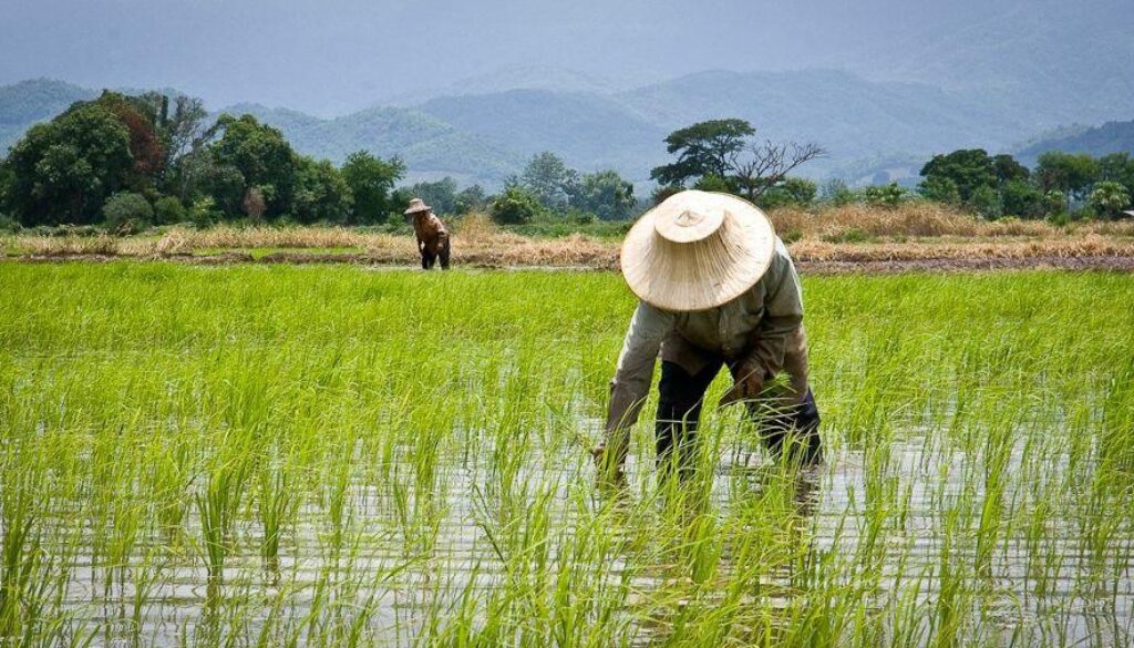 rice production