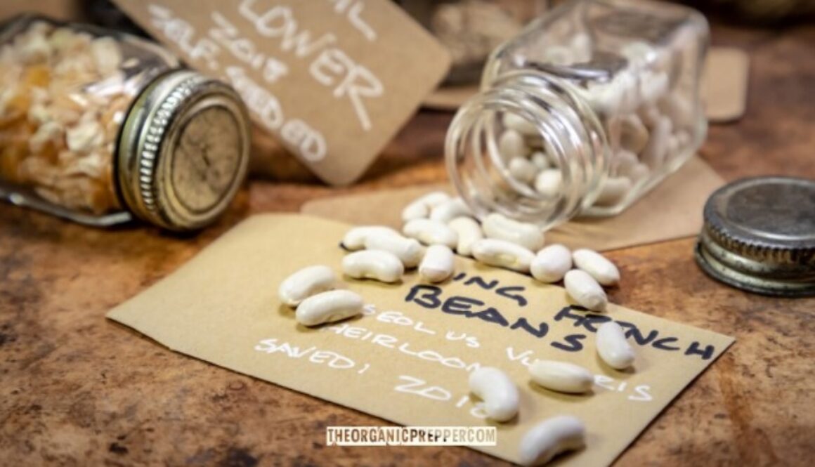 seed bank o