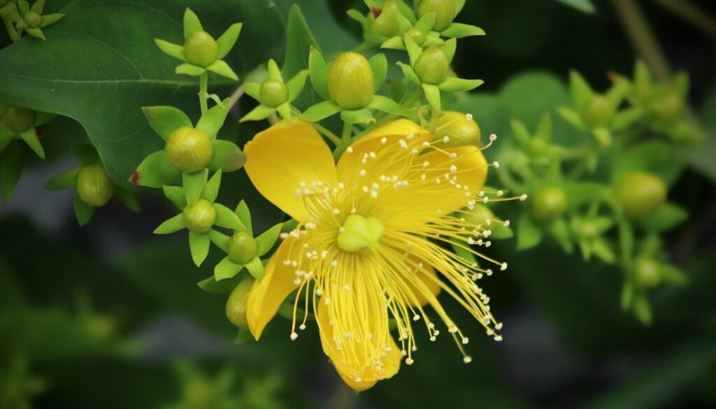 st johns wort pixa