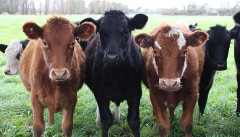 beefcows-sheep_climate-change