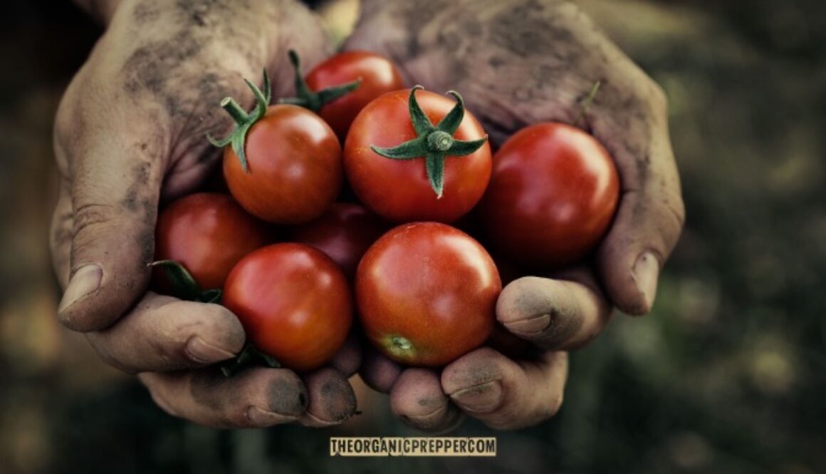 defending-organic-farming