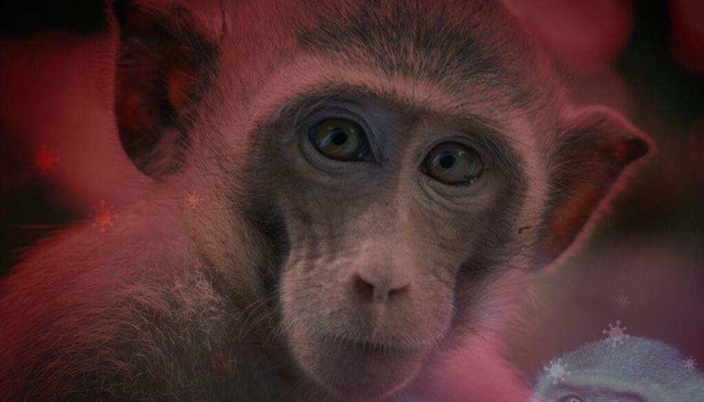 monkeypox sim