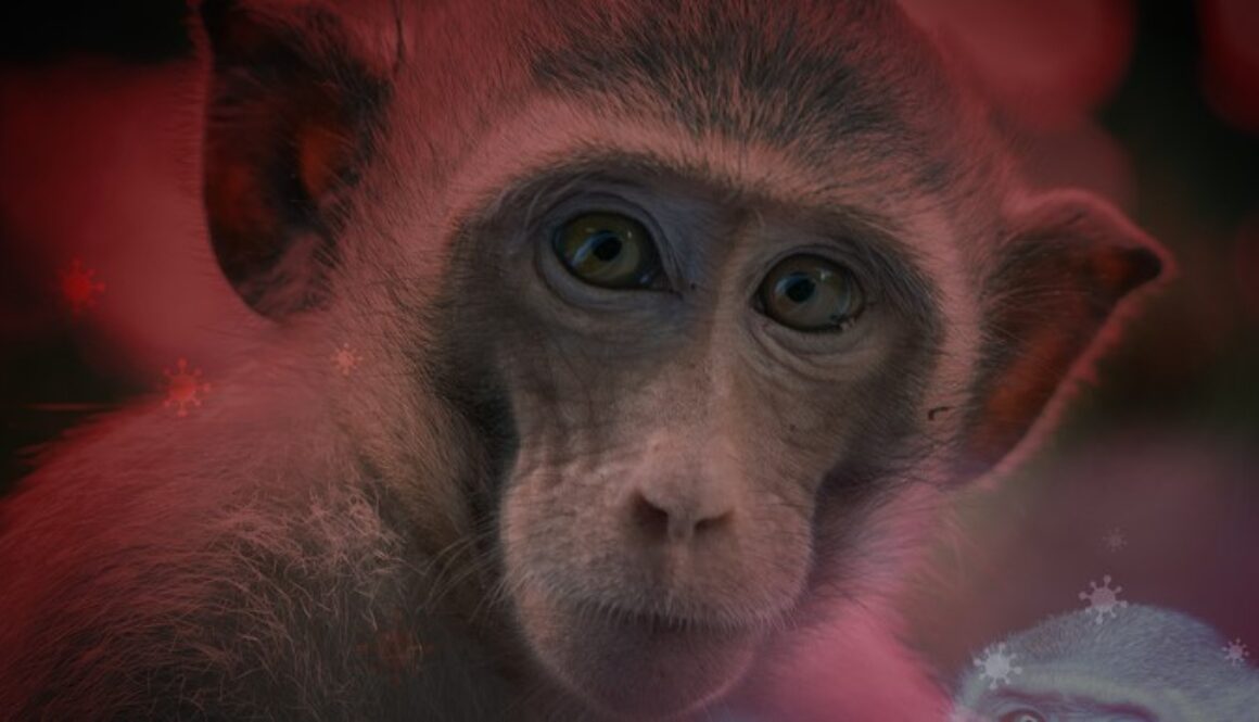 monkeypox sim
