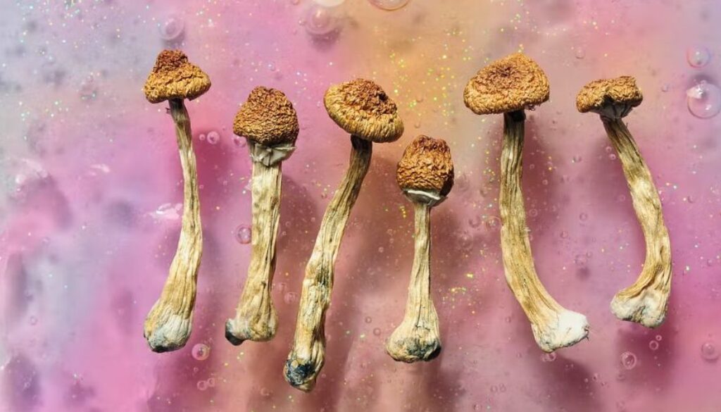 psych mushrooms