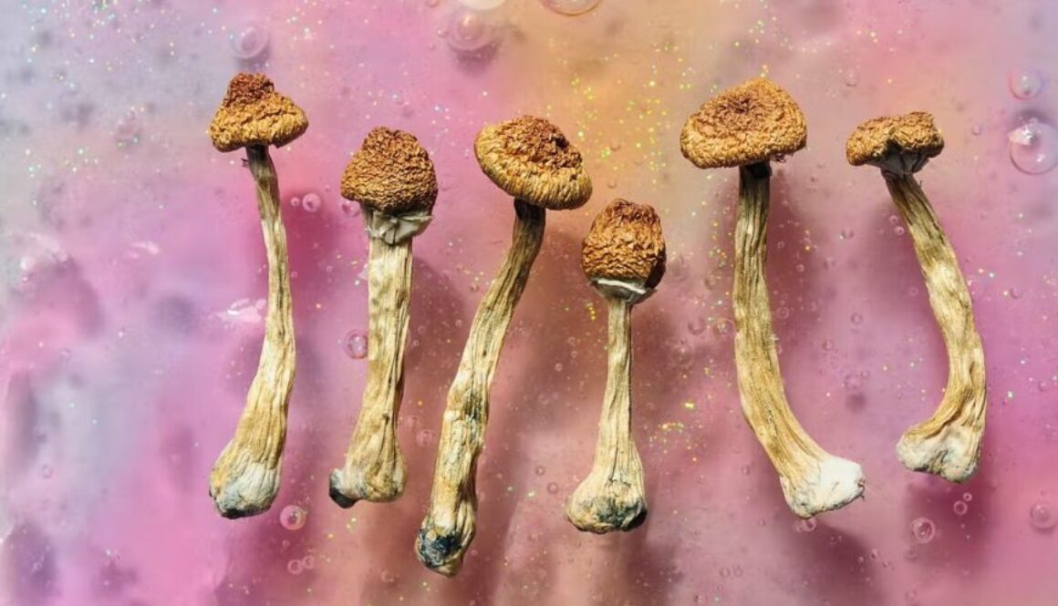 psych mushrooms