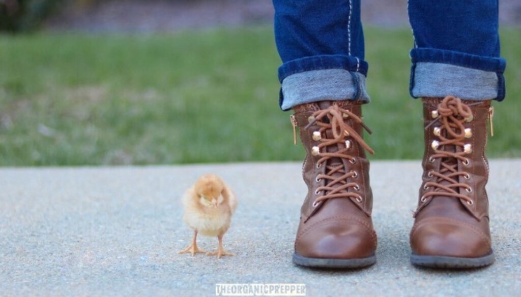 raising chickens op