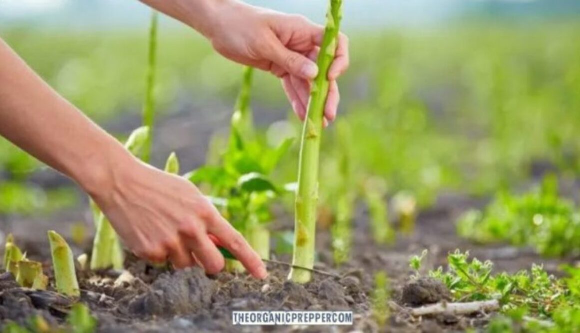 cut gardening