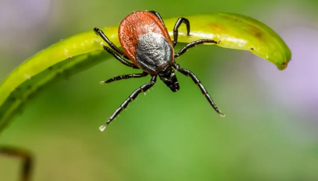 pexels-erik-karits-3757597