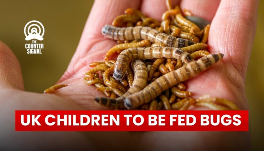 uk-school-to-feed-bugs-1024x576