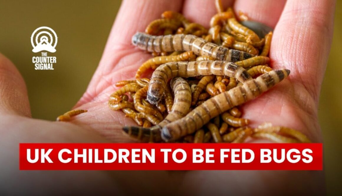 uk-school-to-feed-bugs-1024x576