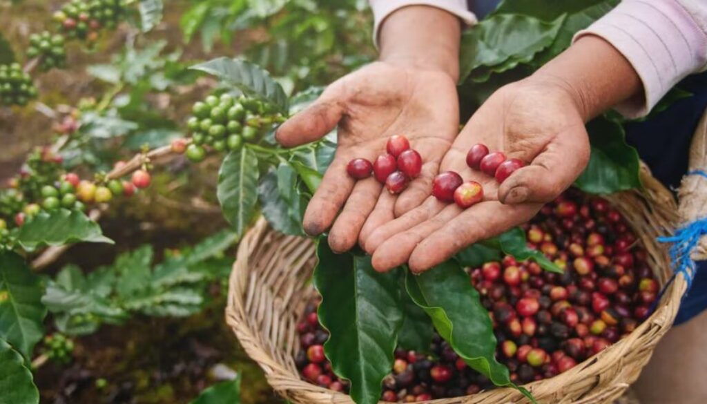 birds bees coffee
