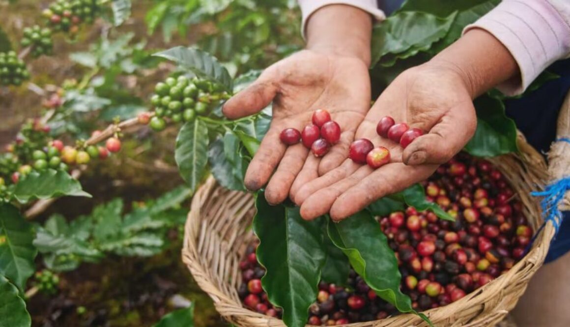 birds bees coffee