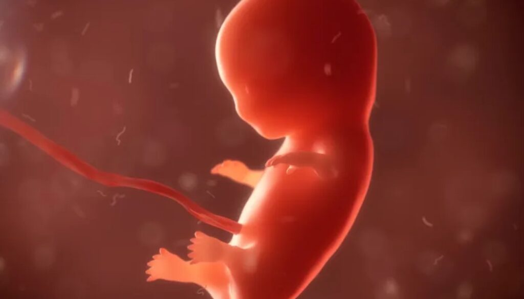 fetus