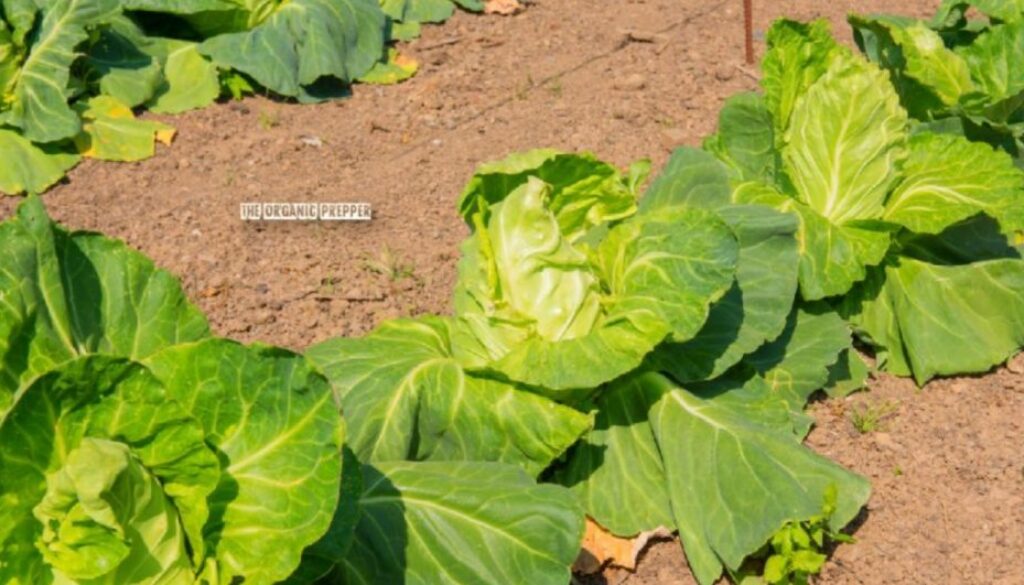 gardening arid
