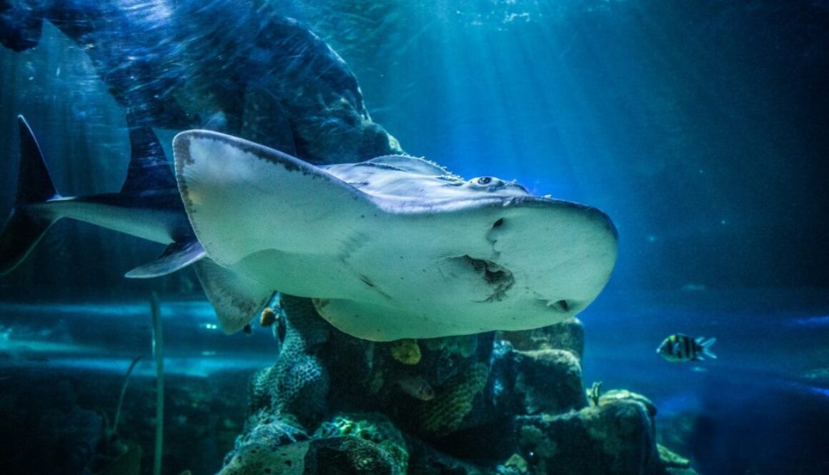 ocean life kheel