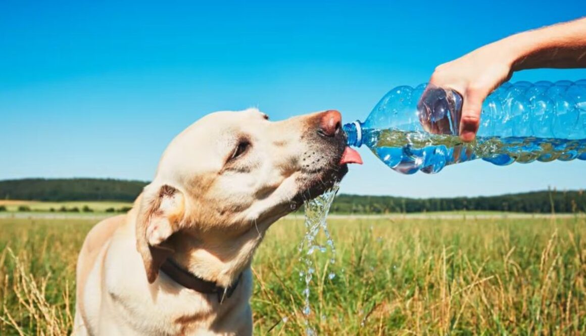 pets heatwave