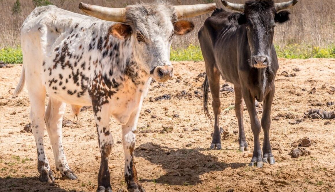 ranchers selling