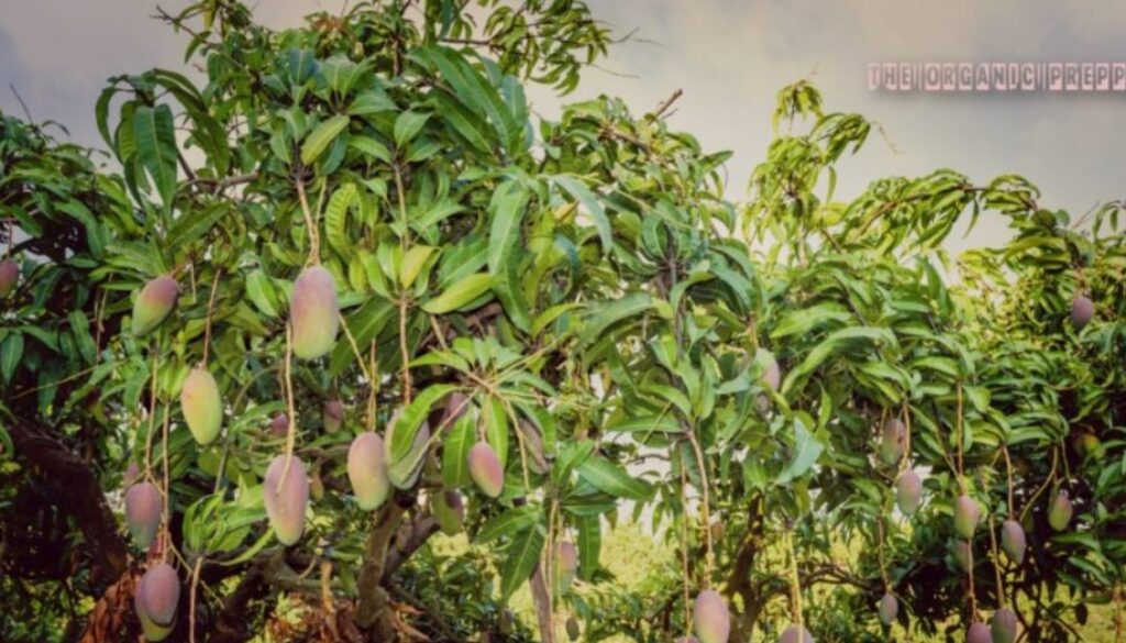 ven fruit