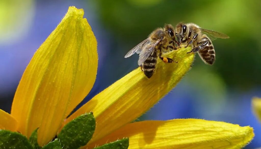 bees pexels