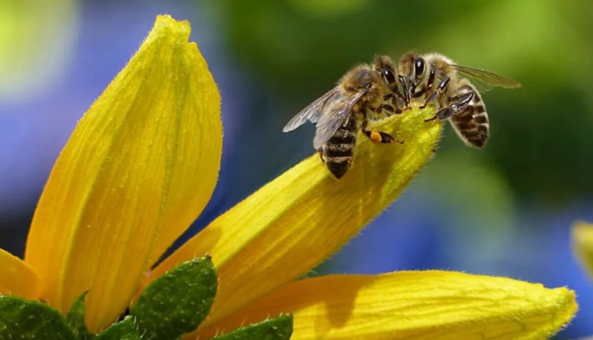 bees pexels