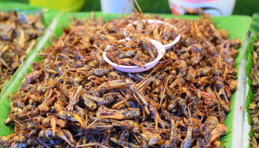 crickets rl