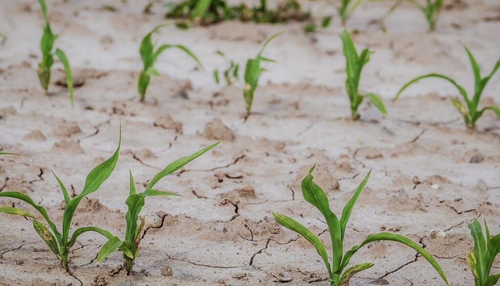 farmers crops ecb